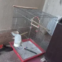 قفس پرنده