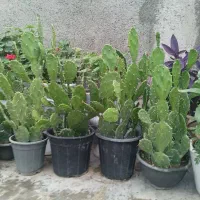 کاکتوس