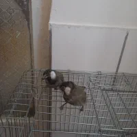 پرنده