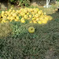 فروش به ارگانیک به قیمت عمده