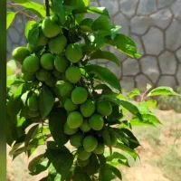 ویلا باغ زمین دور دیوار