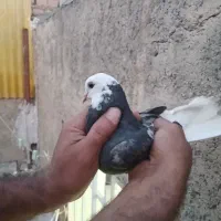 کفتر معاوضه هم دارم