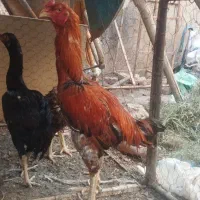 خروس لاری