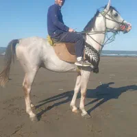 اسب عربی هشت ساله