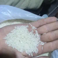 برنج هاشمی گیلان تازه امساله