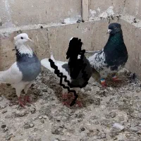 کفتر رنگه کله . طوقی