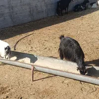 فروش بز|حیوانات مزرعه|جعفرآباد, |دیوار