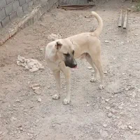 گمشده