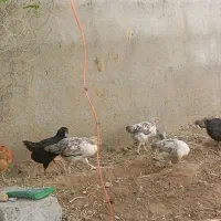جوجه گلپایگانی