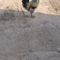 غاز و خروس
