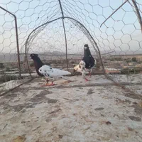 کفتر کله|پرنده|شیروان (خراسان), |دیوار