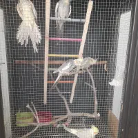 عروس هلندی  گلباقالی  سینامون آهوی