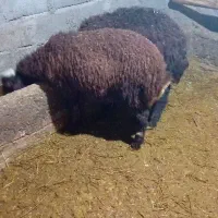 ۶بره‌مناسب‌براپرواربندی