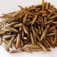 لارو مگس سرباز خشک شده