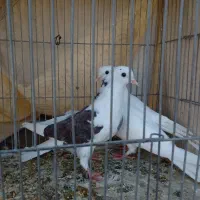 1 جفت مفلق|پرنده|اصفهان, جاوان|دیوار