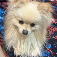 سگ پامر روباهی ۱۹ میلیون