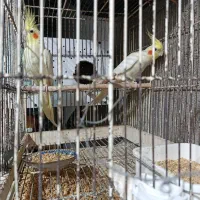 یک جفت عروس هلندی بشرط مولد