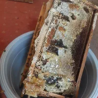 عسل صد در صد طبیعی و اورگانیک