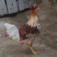 خروس