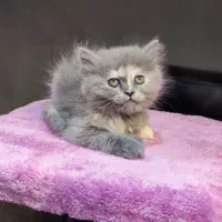 بچه گربه برتیش لانگهیر خرسی|گربه|تهران, تهرانسر مرکزی|دیوار