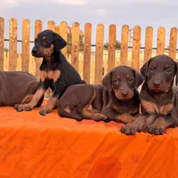 2نژاد قدرتمند توله  دابرمن اروپایی کنکورسو دو ماهه