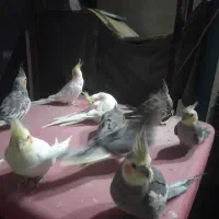 عروس هلندی