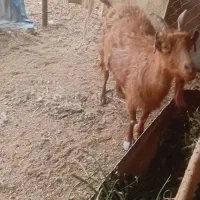 بز.|حیوانات مزرعه|رفسنجان, |دیوار