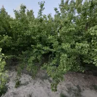 باغچه-1300-متری-چهاردیواری-شده-بر-خیابان-اصلی