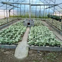 فروش گلخانه|فروش دفتر صنعتی، کشاورزی، تجاری|عباسآباد, |دیوار