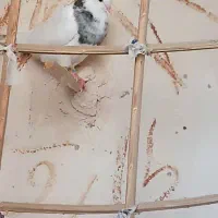 کبوتر طوقی|پرنده|بمپور, |دیوار