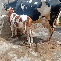خرید فروش گاو و گوساله داشتی هرگونه گاو خریدارم
