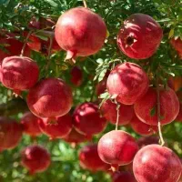 درخت انارت رو با یه کود ۱۰۰ کیلو کن