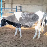 گاو و گوساله|حیوانات مزرعه|نیشابور, مازول|دیوار