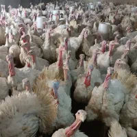 بوقلمون گوشتی