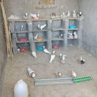 طوقی