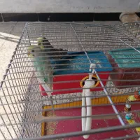 مرغ‌عشق