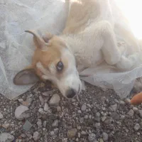 واگذاری توله نژاد دار