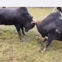 ورزا چالوسی بشرط ج پلمپ|حیوانات مزرعه|سنگر, |دیوار