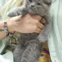 بریتیش و اسکاتیش های( اصیل و استثنایی )|گربه|تبریز, |دیوار