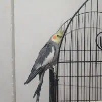 عروس هلندی نر سینامون|پرنده|تهران, سازمان برنامه جنوبی|دیوار