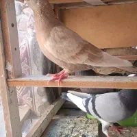 پرشی|پرنده|بم, |دیوار