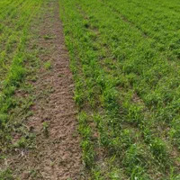 نیم هکتار زمین آبی کشاورزی روستای همیانک