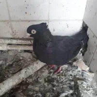 ماده ذاغ آبادانی کله درشت یا گوگ|پرنده|اهواز, کوی رمضان|دیوار