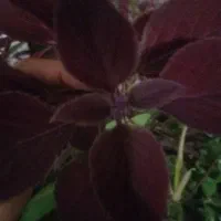 حسن یوسف با نازل ترین قیمت