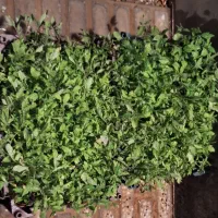نشا گوجه