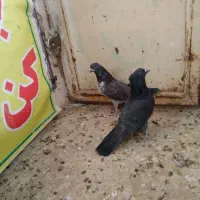 کبوتر کفتر|پرنده|قم, شهرک مهدیه (مدرس)|دیوار
