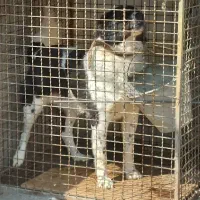 واگذاری دو قلاده سگ