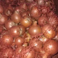 پیاز|خوردنی و آشامیدنی|روانسر, |دیوار