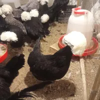 تخم‌مرغ نطفه دار لهستانی برهما سلطان|حیوانات مزرعه|رشت, بلوار گیلان|دیوار