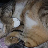 گربه
